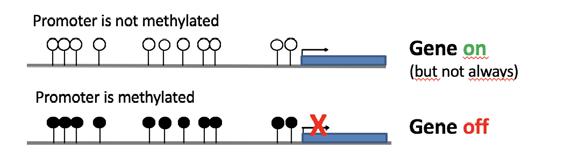 d. Når promoteren til genet TSG er metylert er genet skrudd av fordi DNAmetylering har en repressiv effekt på genregulering.