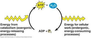 b. Den frie energien i ATP er lagret i to energirike fosfoanhydrid bindinger.