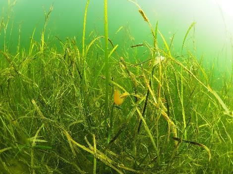 Kun observert spredte planter av ålegress på lokaliteten i 2017 ZT4 Ørekroken ligger på åpen eksponert kyst (vanntype S1) og trolig skyldes endringer naturlig