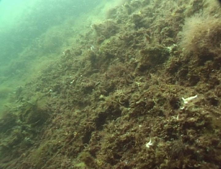 Japansk sjølyng er en nylig oppdaget introdusert rødalge i norske farvann. Heterosiphonia japonica heter den (p.