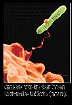 EGENSKAPER Legionella pneumophila Infiserer jord- og vannlevende protozoer (amøber), også fra varmtvannstanker.