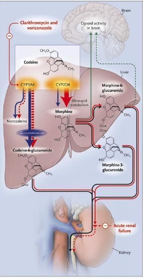 Respirasjonsdepresjon etter liten dose kodein CYP2D6