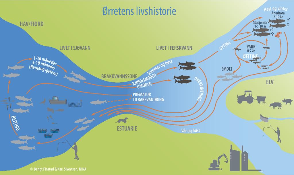 7 Figur 1. Livssyklus hos ørret stasjonær og anadrom (Finstad & Sivertsen, NINA). Sjøørret kan returnere til elva gjennom hele året, men fra Imsa viser data over flere år at ca.