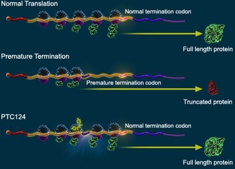 Modifisert effekt av mutasjonene To ulike prinsipper undersøkes Minimalisere effekt av stop codons (PTC124) Exon skipping