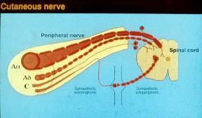 Utredning ved mistanke om nevromuskulær sykdom Hva er nevrografi/emg Anamnese med vekt på tidligere sykehistorie inklusive svangerskap og milepæler, symptomdebut, affeksjon av andre organer