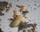 Bilde 11 og 12. Bladrull av snutebilla bjørkebladruller. På bildet til venstre sees også larvegangen til en minermøll, Lyonetia clerckella.