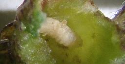 I galler av neslegallmygg fant jeg også en larve med en parasittoid som suger næring. Bilde 13. Neslegallmygg med en liten parasittoid på ryggen, Mysen.