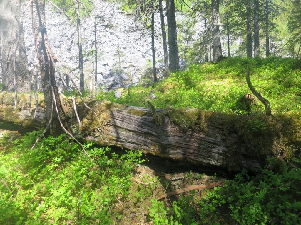 Lågurtslette nord i kjerneområde 2.