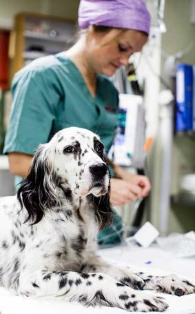 Om oss.. Veterinærhøgskolen har sitt virkeområde innen undervisning, forskning, klinisk virksomhet, oppdrag og etterutdanning.