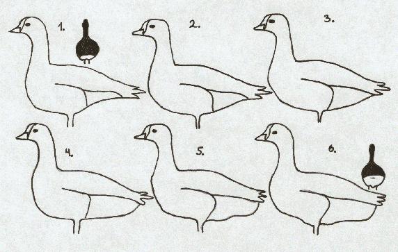 Figur 4. Tegningen viser de seks abdominalprofilene som ble brukt som mål for forandring i fuglenes kondisjon på rasteplassen, med indeks 1 som dårligste kondisjon.