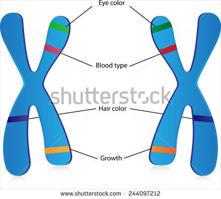 Chromosomes are made of DNA Chromosomes are a long chain of