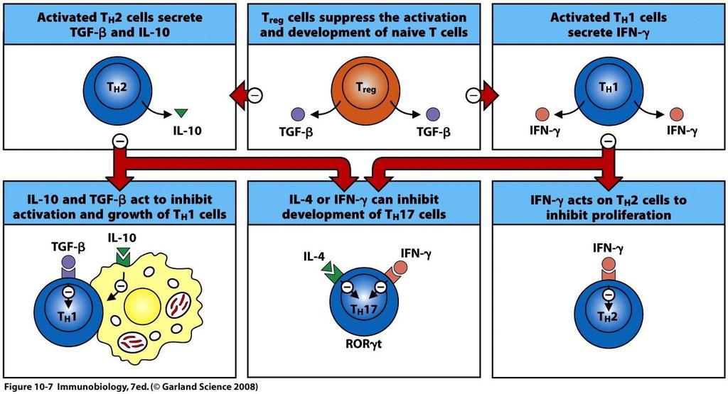 Negativ regulering av T celle subsets innbyrdes kan sørge for at CD4