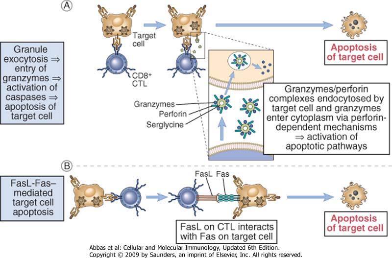 1. CD8