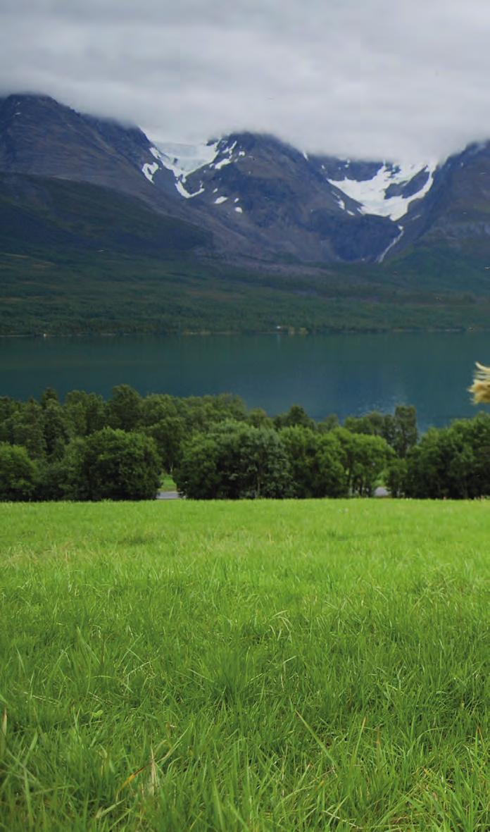 Når kua henter graset selv spares det kostnader til slått, vending, raking, pressing, konserveringsmiddel, nett, plast, transport og utfôring. Tall fra Mjølkonomi forteller at beiteenergien koster ca.