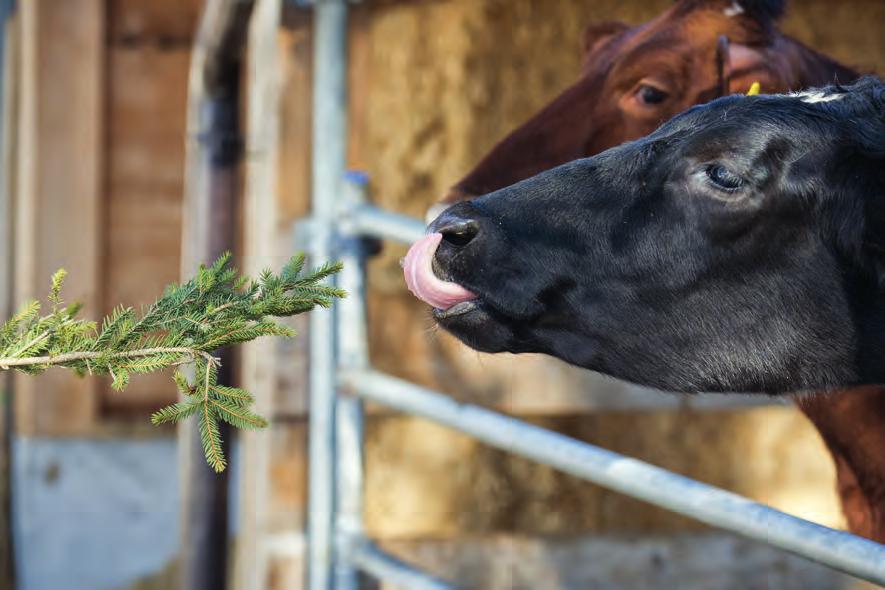 Den tredje kviga det ble lagt inn NRF-embryo på hos Bjørseth Helsøster til kalven født på gården Digre Østre i Trondheim hos Ingunn Dretvik og Øyvind Falstad. Foto: Privat hadde en avlsverdi på 3.