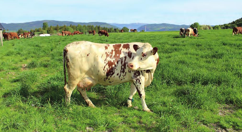 Foto: Paul Sturla Green 100-tonner og avlsdiplom i Midt-Hordaland Under Geno-møtet i Midt-Hordaland produsentlag i februar delte Ingunn Nævdal i Geno ut både avlsdiplom