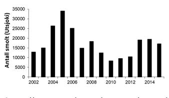 Hva bestemmer innsiget av laks til Tana? 1) Antall smolt ut av Tana Eksempel fra Utsjoki (video) 4 uker Antall utvandrende smolt varierer fra 9 000 34 000 2) Sjøoverlevelsen (inkl.