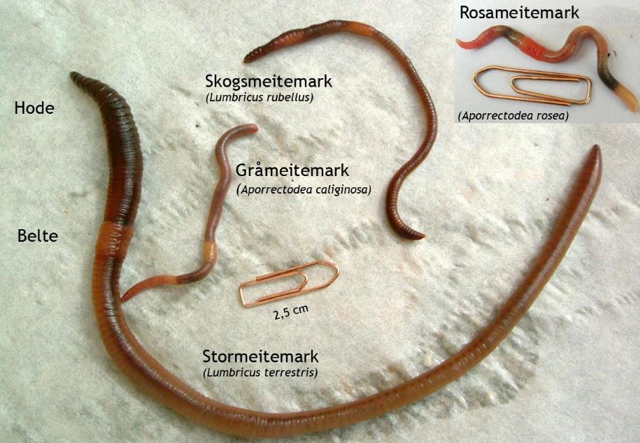 Mer om artsbestemmelse og biologi: Pommeresche, R. 2019. Meitemark gjør jorda bedre for planter og jordliv. Pommeresche, R. 2016. Matjordas økosystem. Norsøk Faginfo 2. Pommeresche, R. 2019. Hvor mange meitemarker har du på gården din?