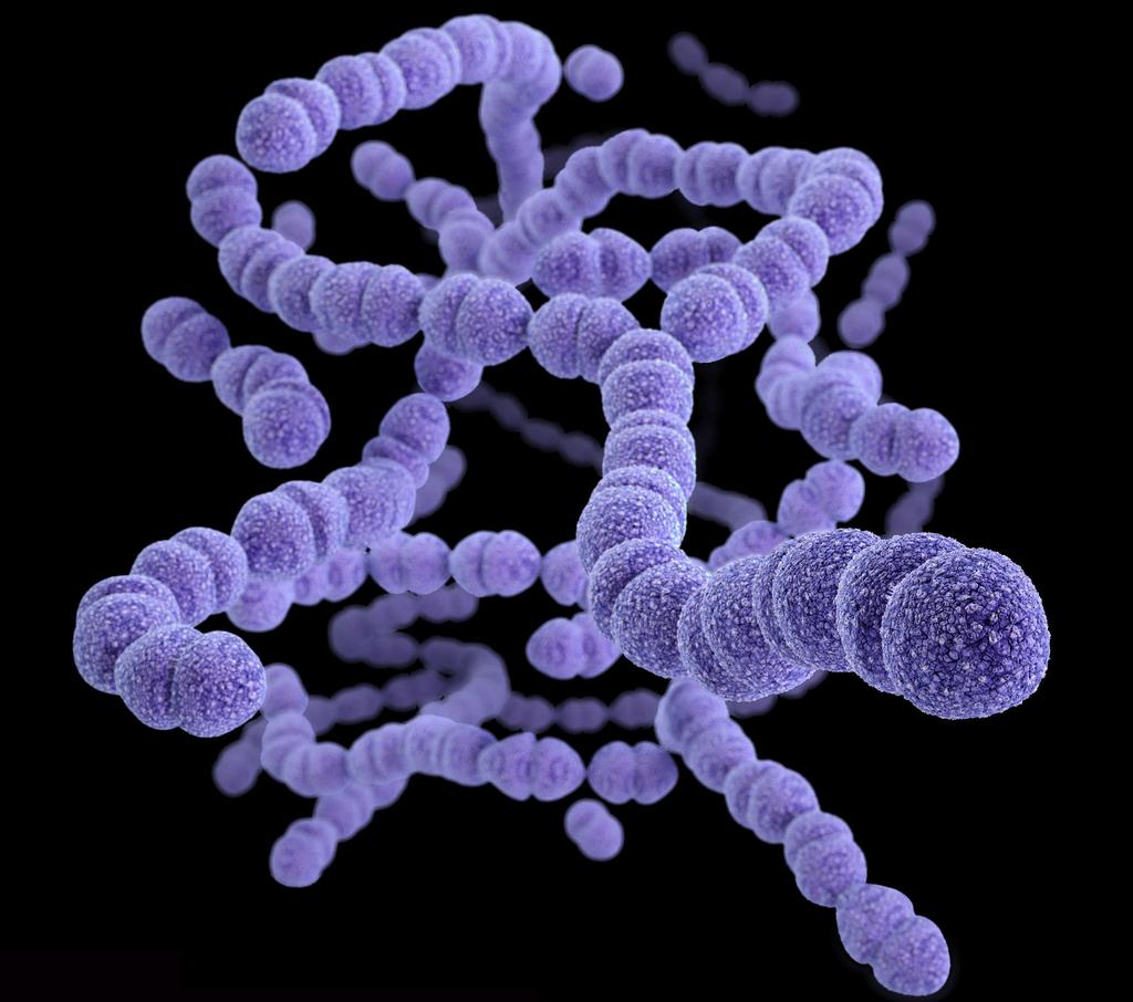 Streptococcus pneumoniae (pneumokokk) Viktig årsak til sykelighet og dødelighet Den er omgitt av en polysakkaridkapsel som er bakteriens viktigste