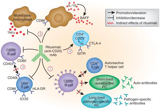 How Does Rituximab Work?