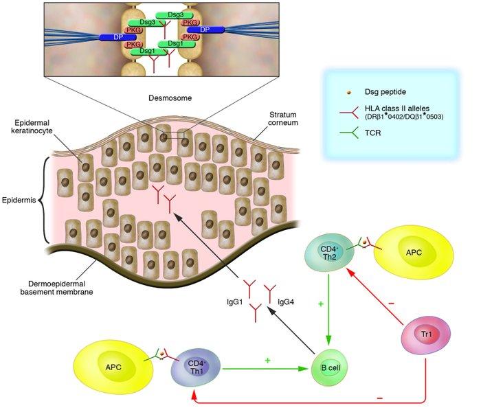 B Cell Depletion Therapy B-Cell