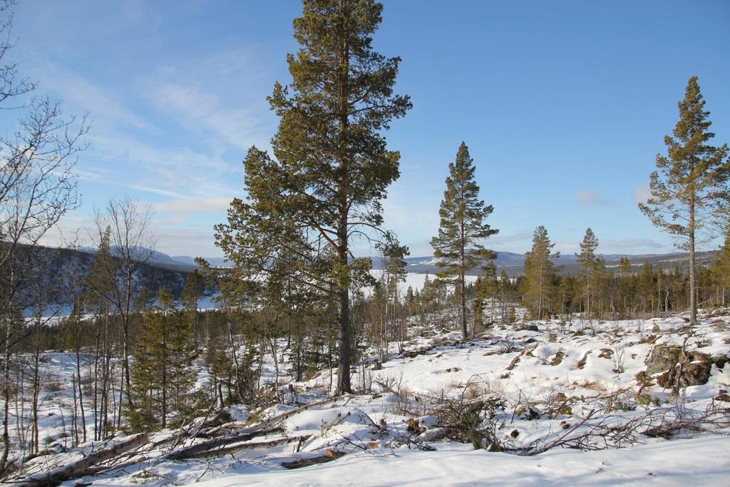 REGULERINGSPLAN FJELLTJERNLIA HYTTEOMRÅDE, DEL AV