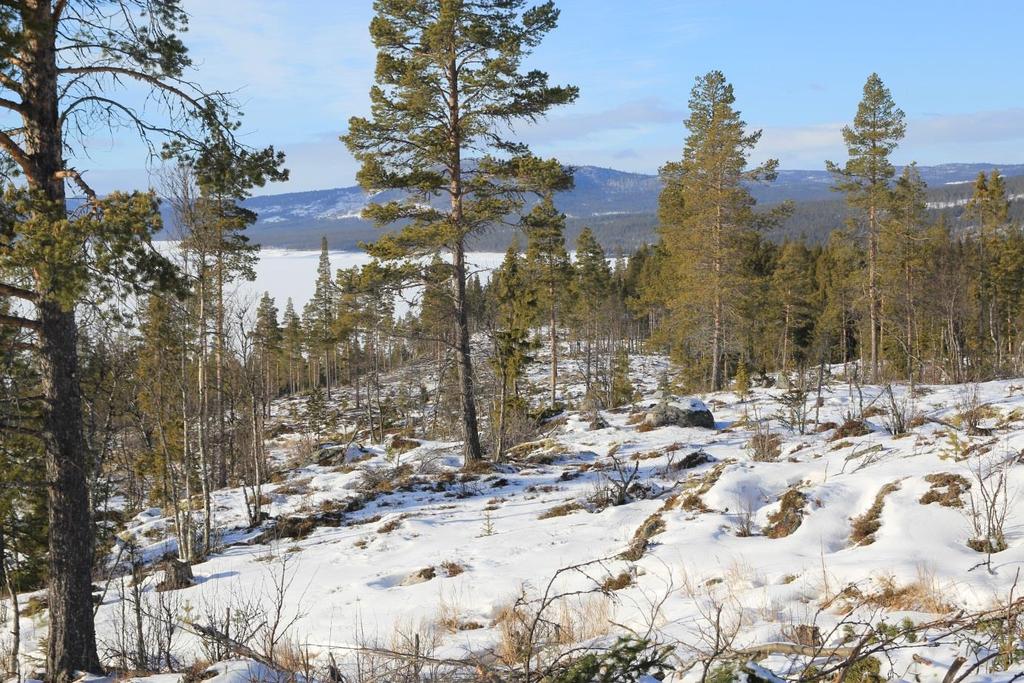 1. Bakgrunn 1.1 Forslagsstiller og plankonsulent På vegne av grunneieren, Kjell Loftsgård, har Numedal Hus AS, v/ siv.