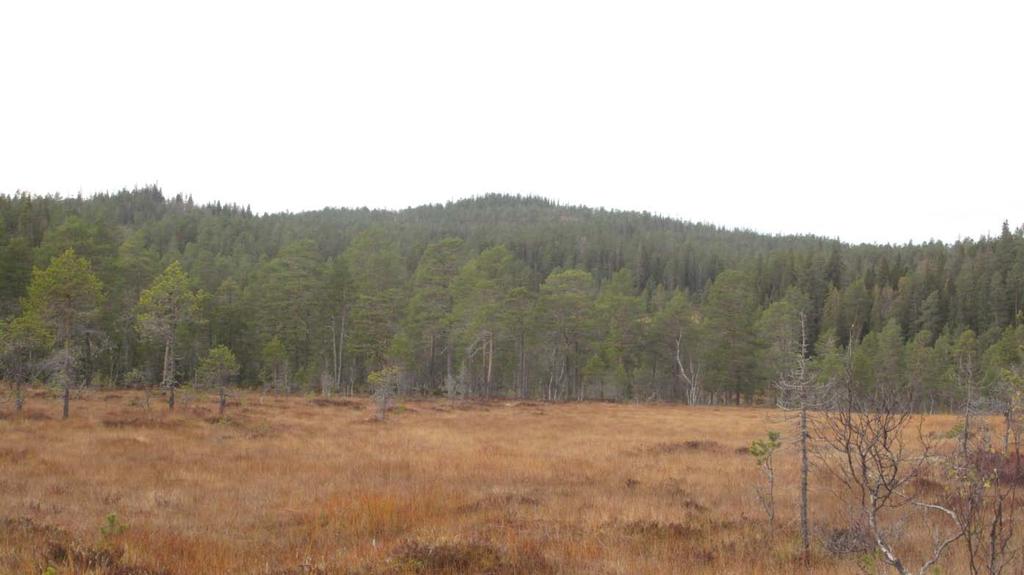 Området henger sammen med lignende skog på statsgrunn mot sør som igjen grenser mot skog registrert i forbindelse med statskogvernet. Figur 6.