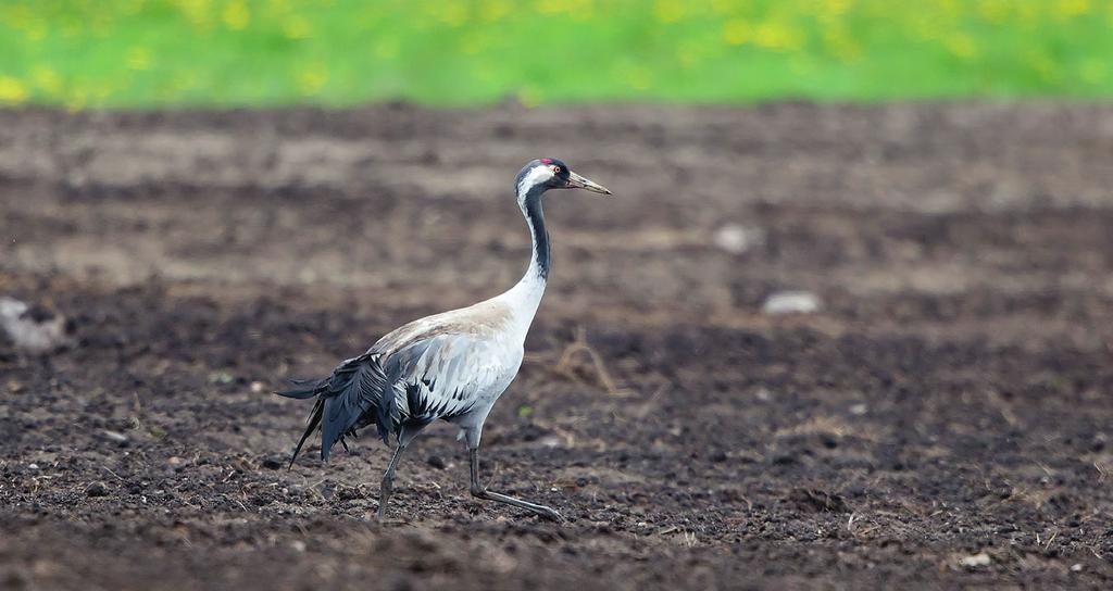 14522 Lindström, Å., Green, M., Husby, M., Kålås J. A. & Lehikoinen, A. 215. Largescale monitoring of waders on their boreal and arctic breeding grounds in northern Europe. Ardea 13: 3-15. doi:1.