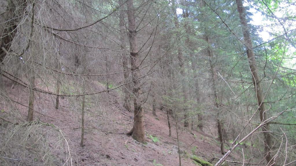 14 Figur 8. Delområde 1 er dominert av plantefelt med ungskog med dårlig utviklet felt- og bunnsjikt. Figur 9.