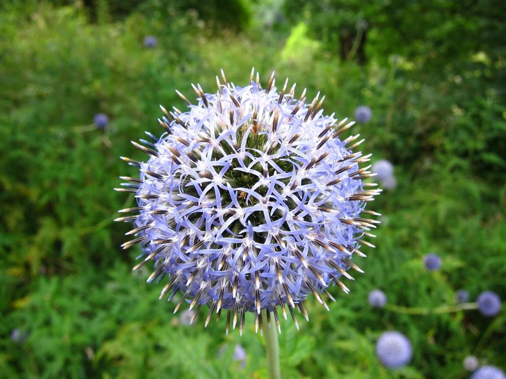 Figur 8: Kuletistel i blomst.