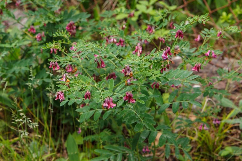 Figur 9: Svarterteknapp i blomst.