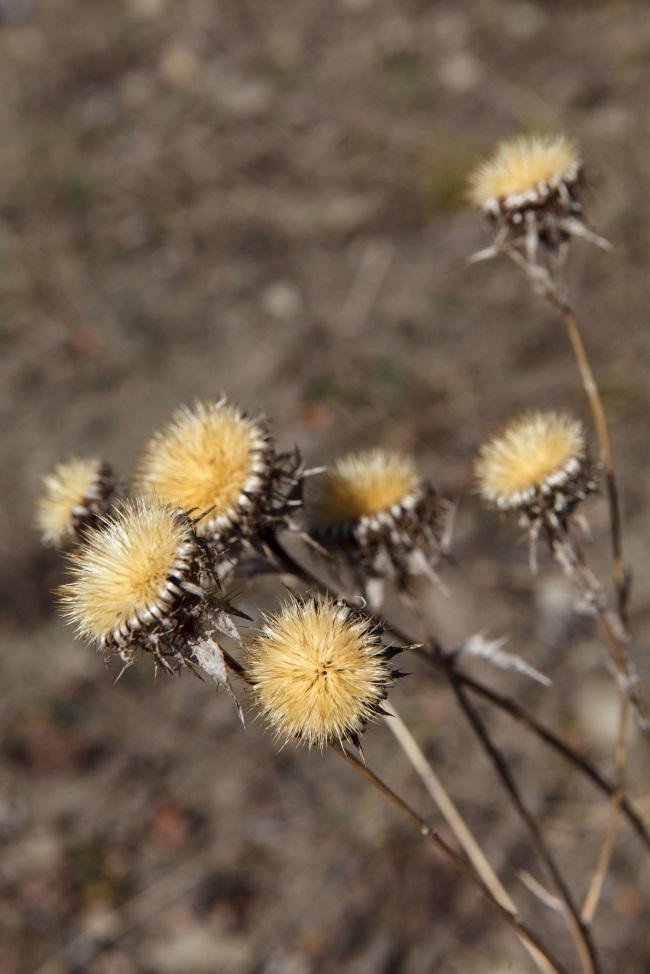 Figur 14: Tørr og avblomstret