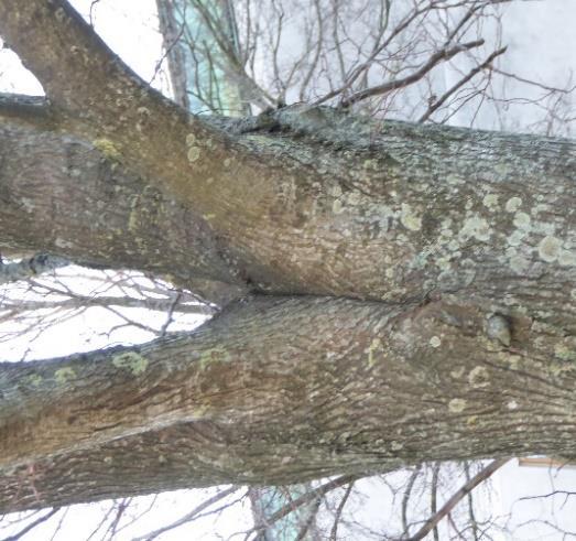 En sopp, vintersopp, vokser i beskjæringssnitt som holder på å gro igjen. Denne soppen har liten innvirkning på treets stabilitet.