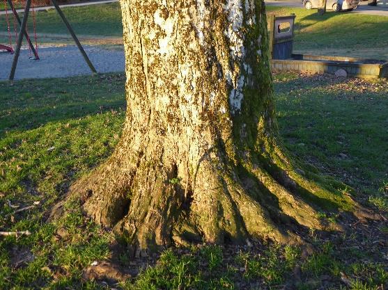 Det anbefales inspeksjon av treet hvert 2 år for å vurdere veksten til treet, dette gjelder spesielt grenfestet mellom stammene. Figur 3-4 Solitær platanlønn ved lekeplassen.
