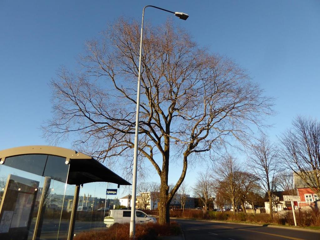 FLOTMYR 9 3.2.3 Tre nr 9 Ved bussholdeplassen vokser et stort flott almetre. Det er plantet busker rundt treet. Det er også fylt opp med masser rundt stammen til treet.