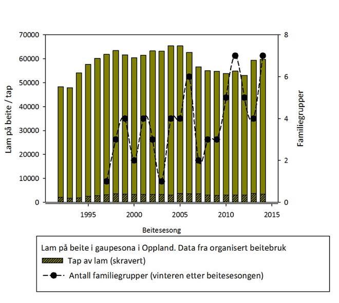 Tap av sau til rovvilt