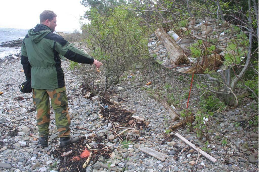 Rugende ærfugl fra Tofteholmen. Foto Håkon Bergø. 2.2 Artsomtaler Hvitkinngås To hekkende par ble funnet i 27, begge i kolonien på Vealøs.