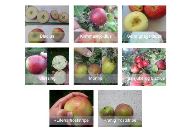 Soppsjukdomen epleskurv er det lite å finne på avlinga ved hausting. Nokre få unntak er det med skurv på epla. Noko Gleosporium ved hausting i nokre få felt.