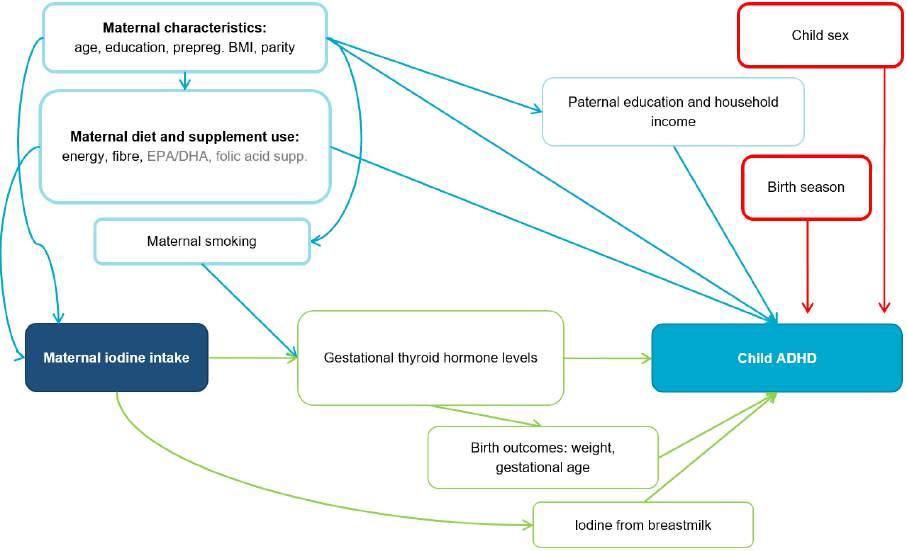 ONLINE SUPPORTING MATERIAL Figure S1 Conceptual model (simplified directed acyclic diagram (DAG)) The association between maternal iodine intake and child ADHD.