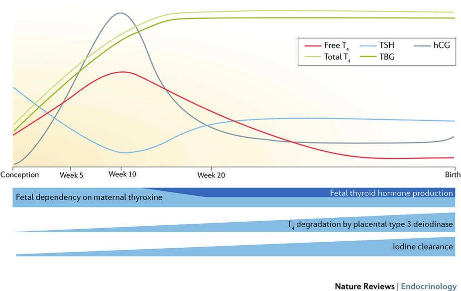 Figure 2 Changes in thyroid physiology during the course of pregnancy. The coloured lines show normal levels of maternal thyroid function parameters.