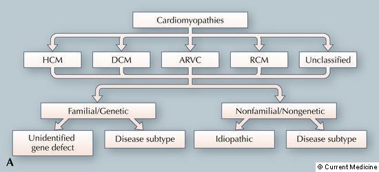 Inndeling basert på fenotype HCM: Hypertrofisk kardiomyopati DCM: Dilaterende kardiomyopati ARVC: Arytmogen høyre