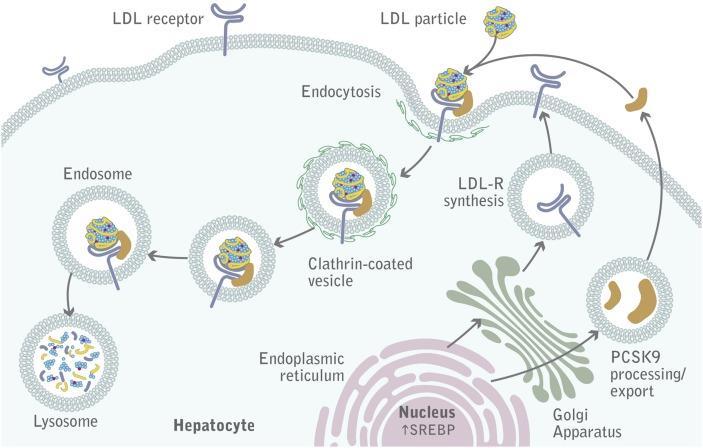 PCSK9 er en eskorte (chaperone) PCSK-9 = proprotein convertase subtilisin/kexin