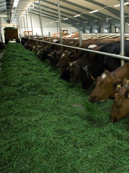 Hvordan fungerer fôringa i fjøset ditt? Oppnår du ønsket ytelse? Er du fornøyd med proteinprosenten? Opplever du høye urea-verdier i tankmelka? Blir sinkyrne feite?