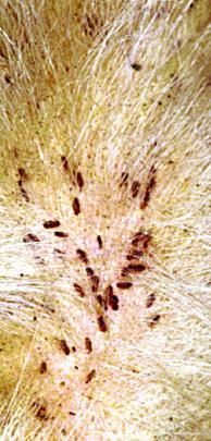 Norske storfeprodusenter tjener mer på huden enn noen gang, fordi kvaliteten blir stadig bedre. Lav forekomst av skader forårsaket av lus og ringorm er norske huders fortrinn.