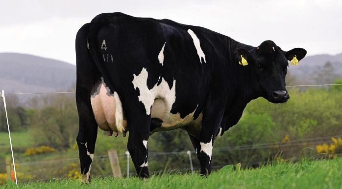 Kollethet er en etterspurt egenskap, og det er enklere å avhorne gjennom inseminasjon enn med svijernet! Her ei kollete krysningsku (NRF x Holstein) fra Irland. Foto: Elly Geverink.