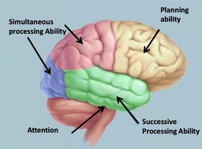 Hjerne, kognisjon, intelligens PASS-evnene sitter i hjernen Disse evnene er basis for læring Evne