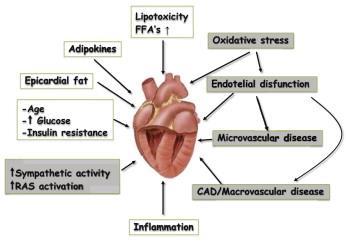 hemodynamiske De