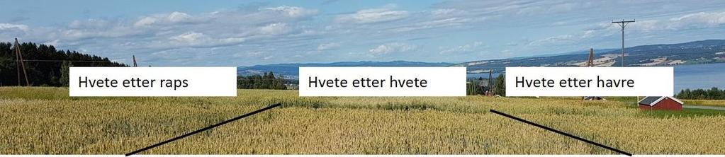 åkerbønne hvete