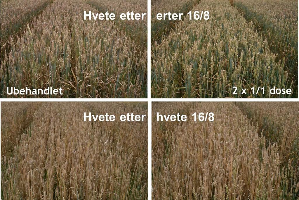 Eks: Hvete etter erter og hvete etter hvete i 2011 3860 kg/ha 65 % bladflekker 5550 kg/ha 13